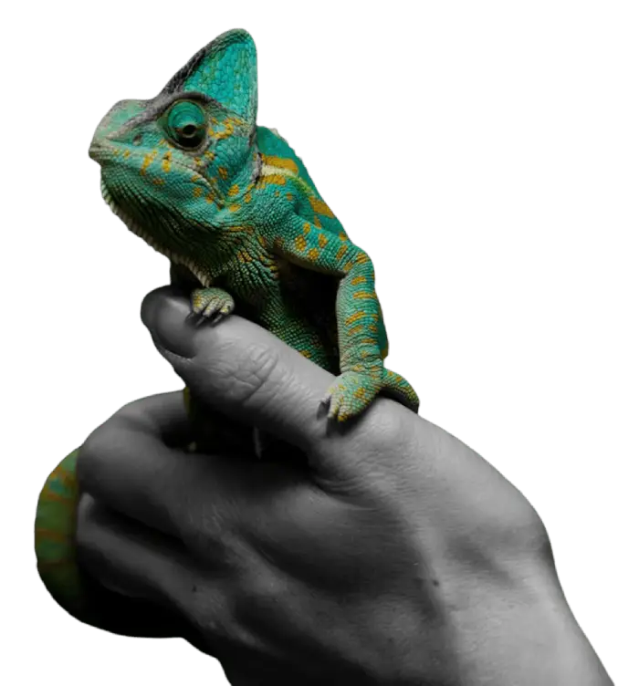 Social Media Marketing Service in Vadodara